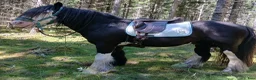 Sadlar hästutrustning till salu: Taur Gaiter Dressage Välvårdad bomfri - Annons 6