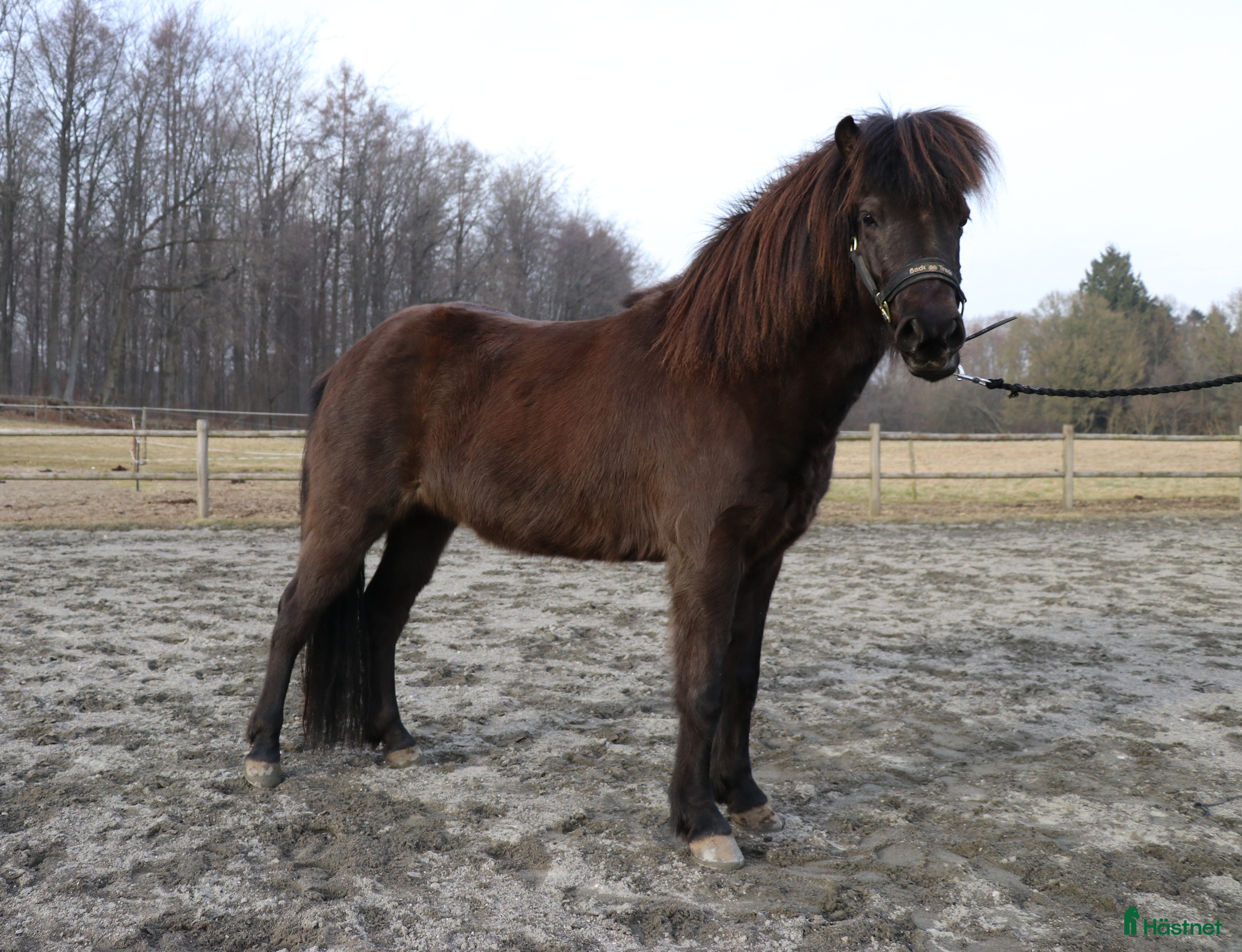  hästar Smuk - efter Nótt fra Bendstrup og Hrimnir fra Osi - Annons 3
