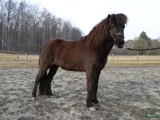 hästar Smuk - efter Nótt fra Bendstrup og Hrimnir fra Osi - Annons 3