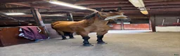  stallplats finnes: SÖKER STALLPLATS i Kungsbacka - Annons 1