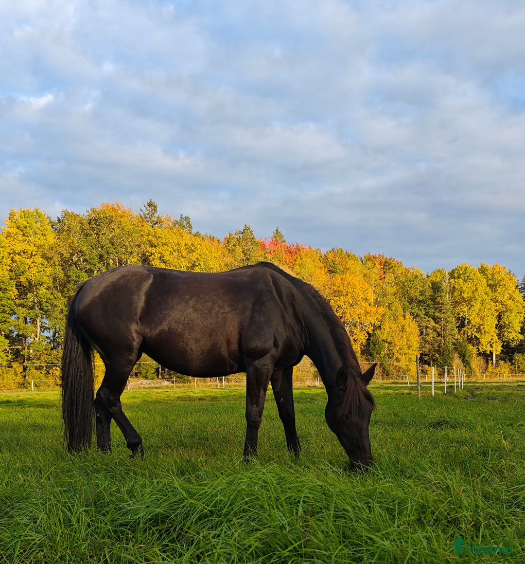 Allround hästar till salu: Windy i Örsundsbro - Annons 2