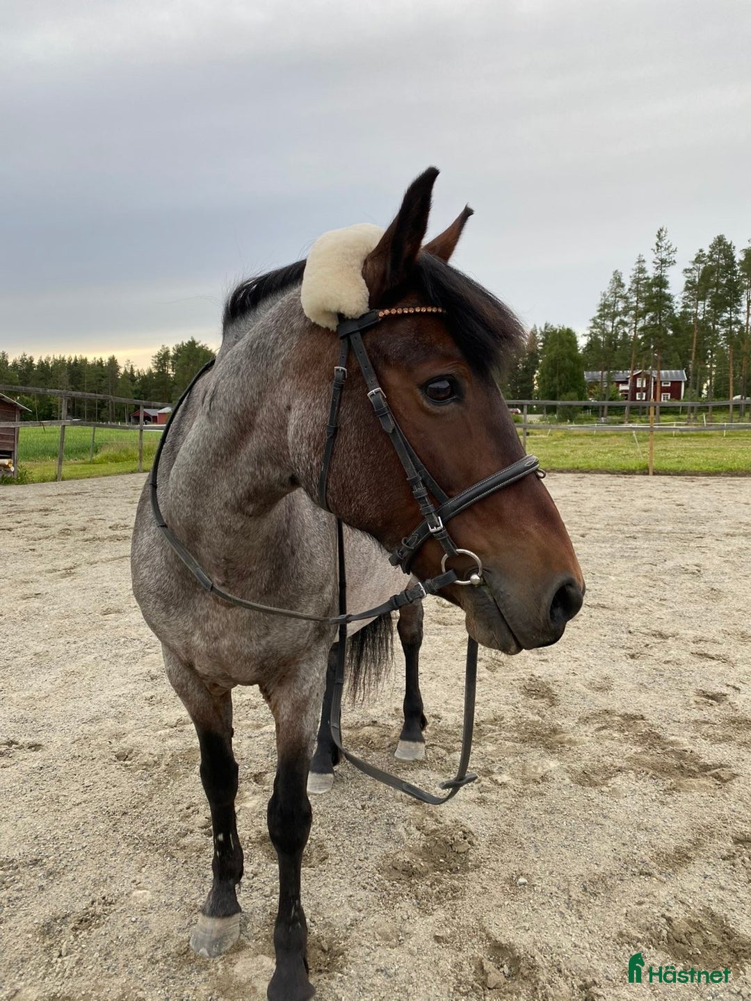 Allround hästar till salu: 🌟Trevlig läromästare🌟 i Skellefteå - Annons 1