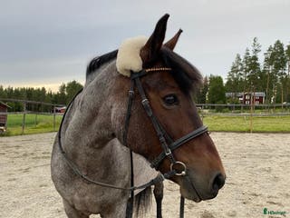 hästar 🌟Trevlig läromästare🌟 i Skellefteå - Annons 8