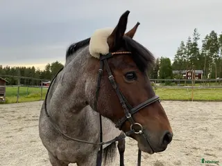 hästar 🌟Trevlig läromästare🌟 i Skellefteå - Annons 18