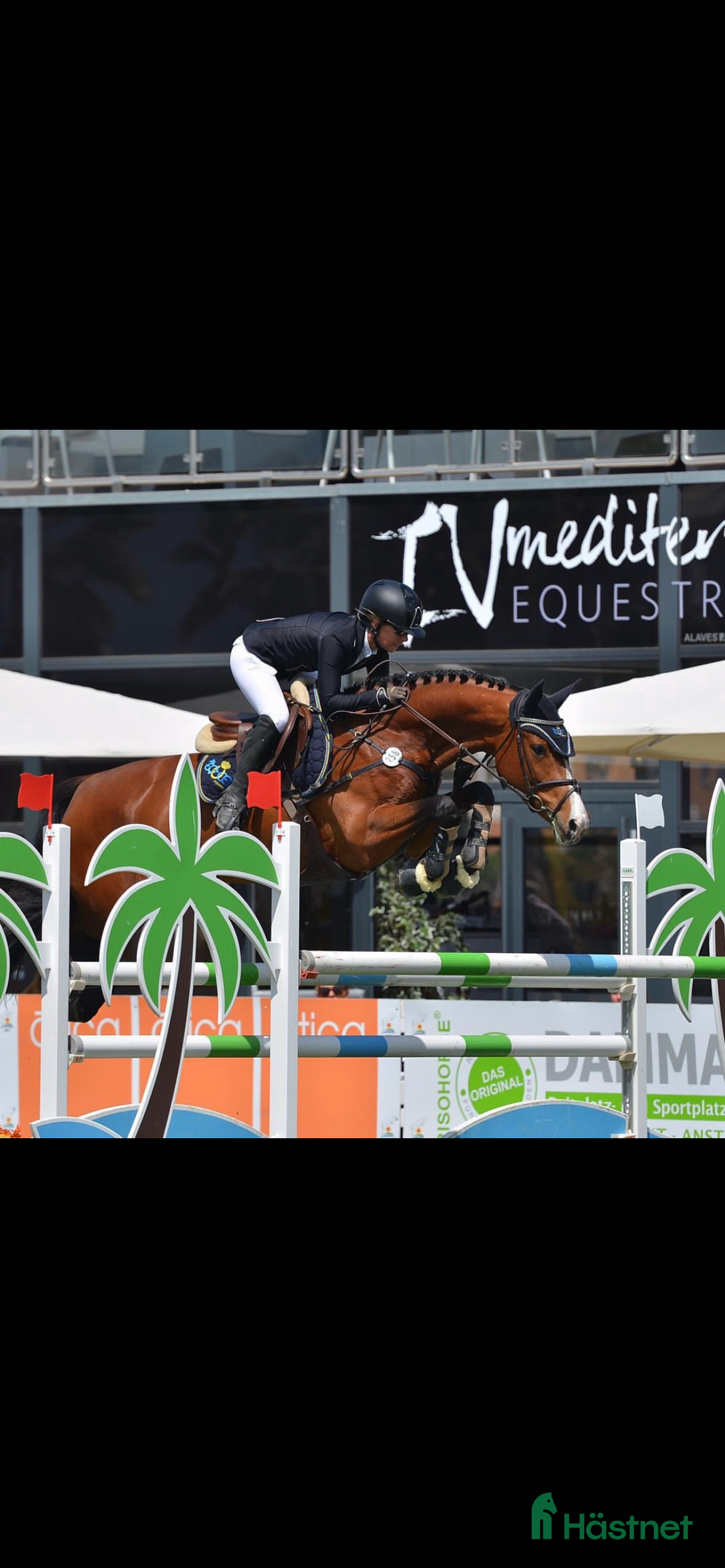  hästar Fint avelssto i Västerås - Annons 5