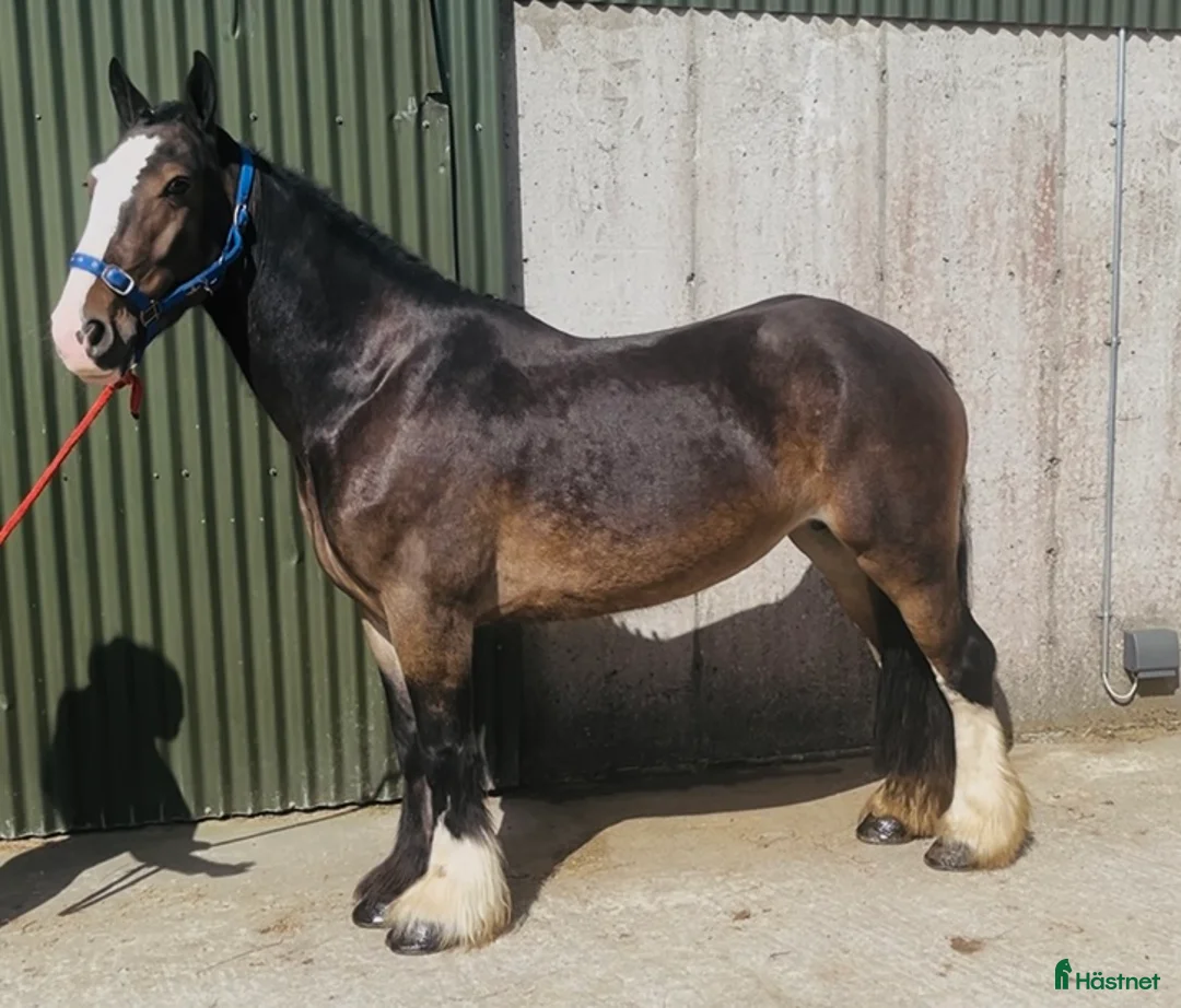 Allround hästar till salu: Selection of ponies i Ljungby - Annons 15