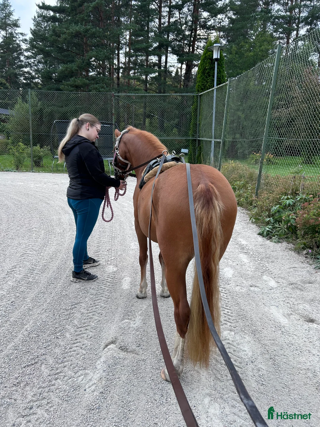 Allround hästar till salu: Sockersött Welsh Mountain sto  - Annons 8