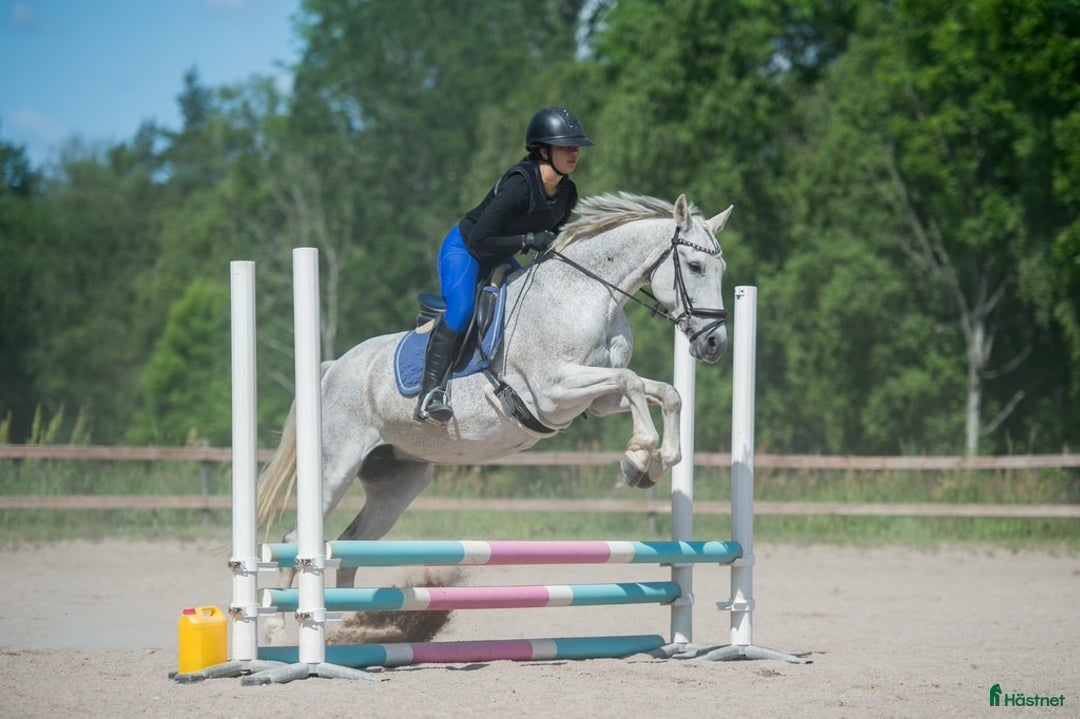  medryttarhäst sökes: Söker medryttarponny eller liten storhäst i Huddinge - Annons 1