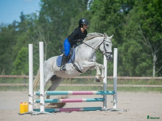 medryttarhäst sökes: Söker medryttarponny eller liten storhäst i Huddinge - Annons 1