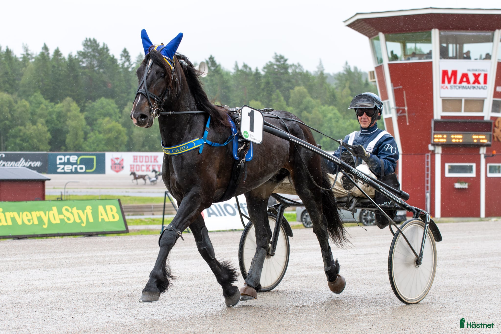  hästar Kallblodsvalack - Annons 2