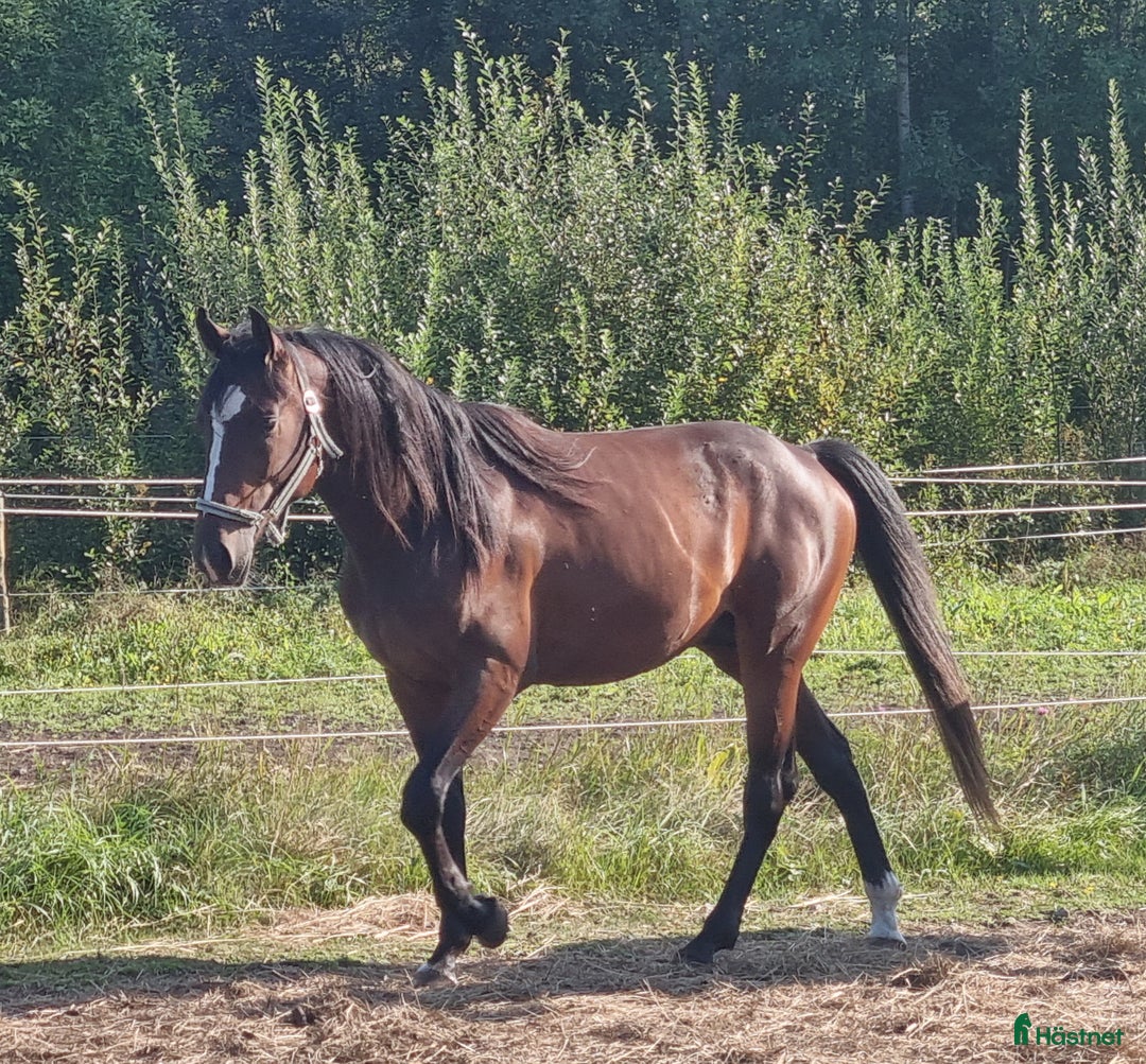 Trav hästar till salu: 3-årig travare med intressant stam, hingst, säljes i Söråker - Annons 1