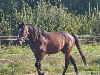 hästar 3-årig travare med intressant stam, hingst, säljes i Söråker - Annons 13