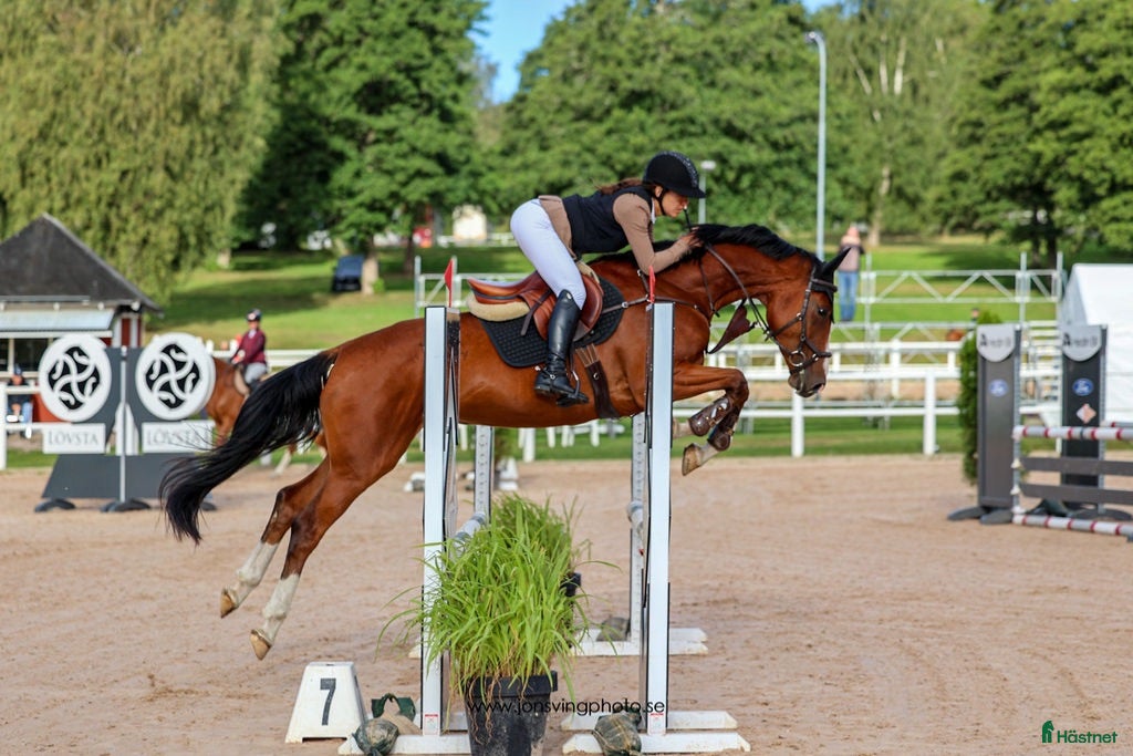 hästar Trevlig 5-årig valack  - Annons 11