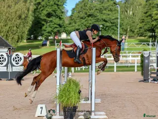 hästar Trevlig 5-årig valack - Annons 11