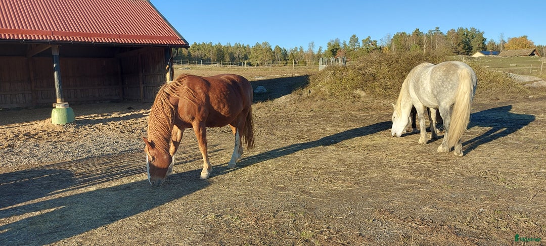 stallplats finnes: Lösdrift Österhaninge i Österhaninge - Annons 3