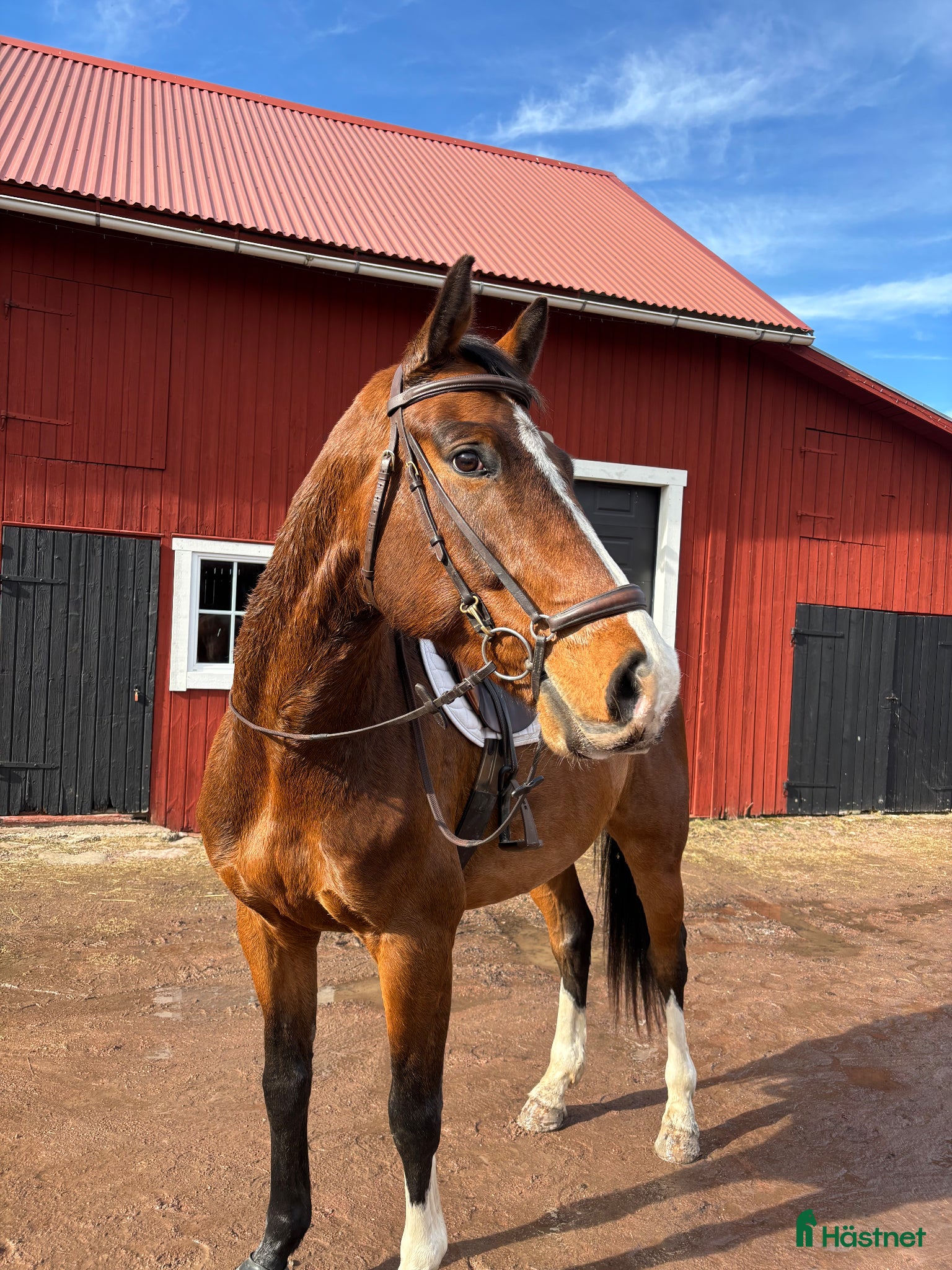  hästar Trevlig 7 åring säljes  - Annons 1