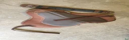 Sadlar hästutrustning till salu: ThinLine® Ridpad / barbackasadel SuperCloseContact - Annons 1