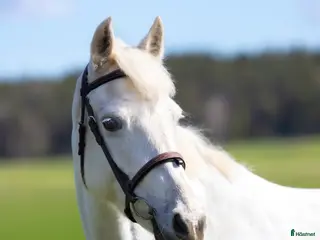 hästar Het ponny med kapacitet - Annons 4