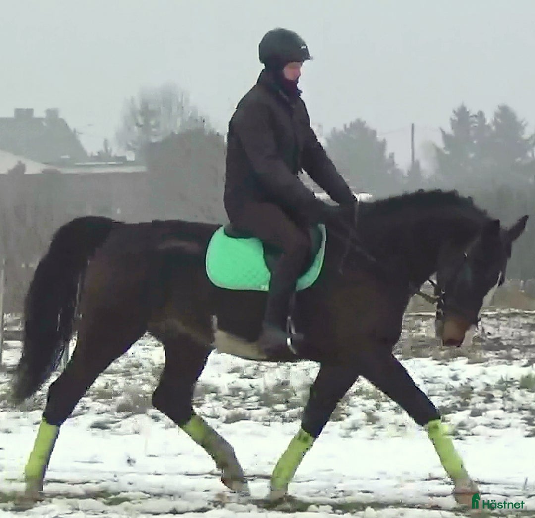 Allround hästar till salu: Dressage/driving Star with 4 white socks i Örsundsbro - Annons 3