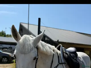 hästar Fantastiskt D-ponnysto. - Annons 1