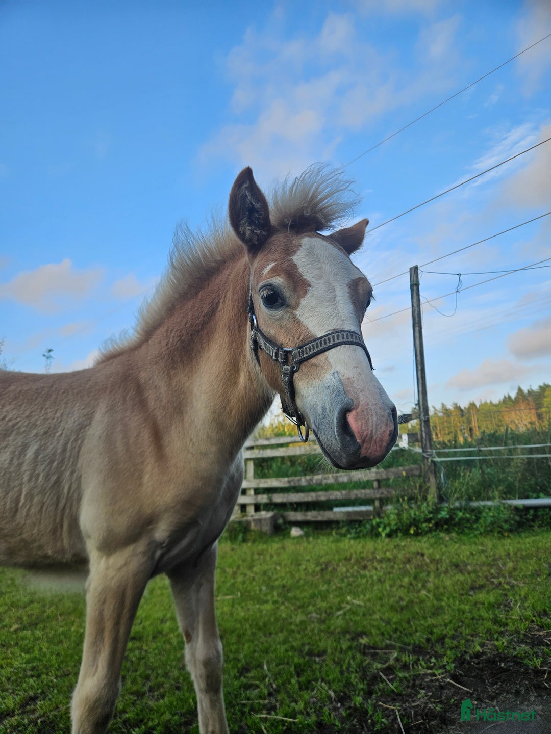 Allround hästar till salu: Trevligt sto med vilja att lära i Nol - Annons 6