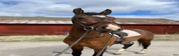Hoppning hästar till salu: 🌟Kingpin🌟 - Annons 1
