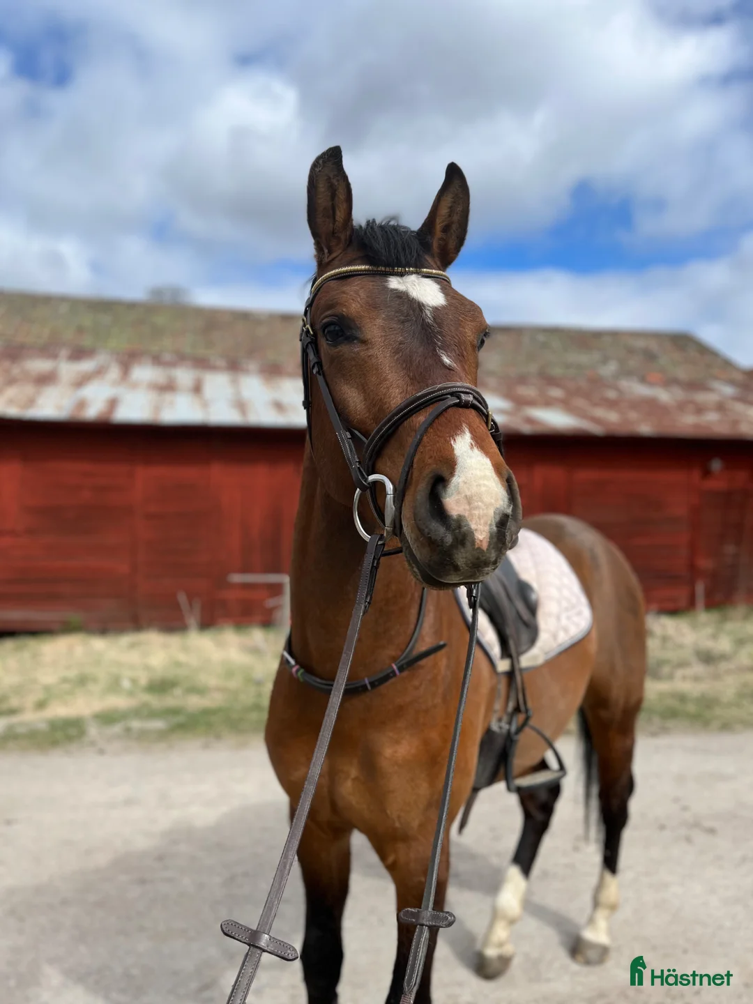 Hoppning hästar till salu: 🌟Kingpin🌟 - Annons 1