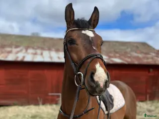 hästar 🌟Kingpin🌟 - Annons 4