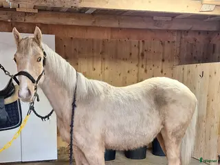 hästar Trevlig korrekt hingst f maj 2025 - Annons 1