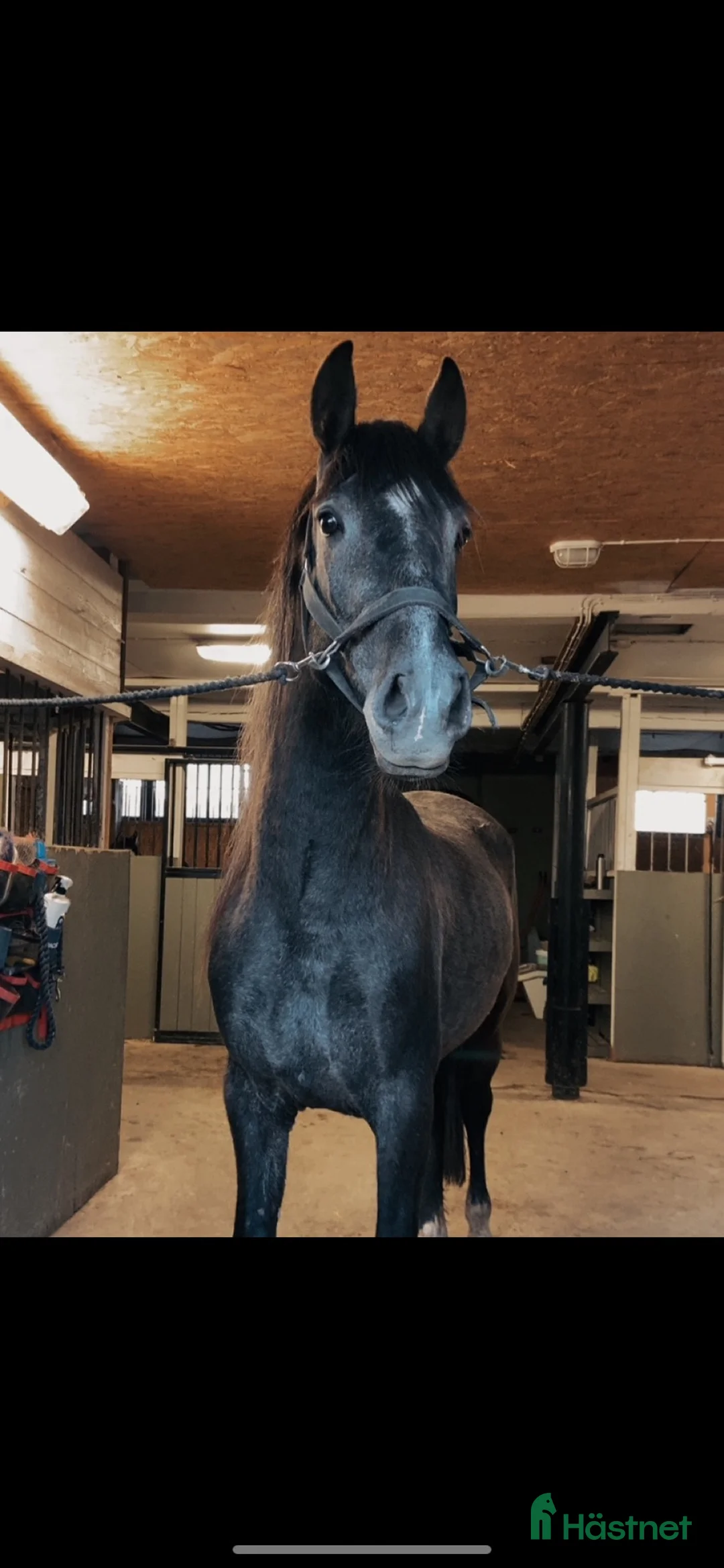 Allround hästar till salu: PRE hingst - Annons 4