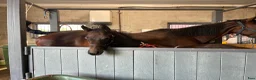 Allround hästar till salu: Hingst Föl 75% fullblod - Annons 5