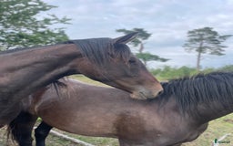 Allround hästar till salu: Fin 2 åring efter Oneofakinde- Don Primero i Degeberga - Annons 2