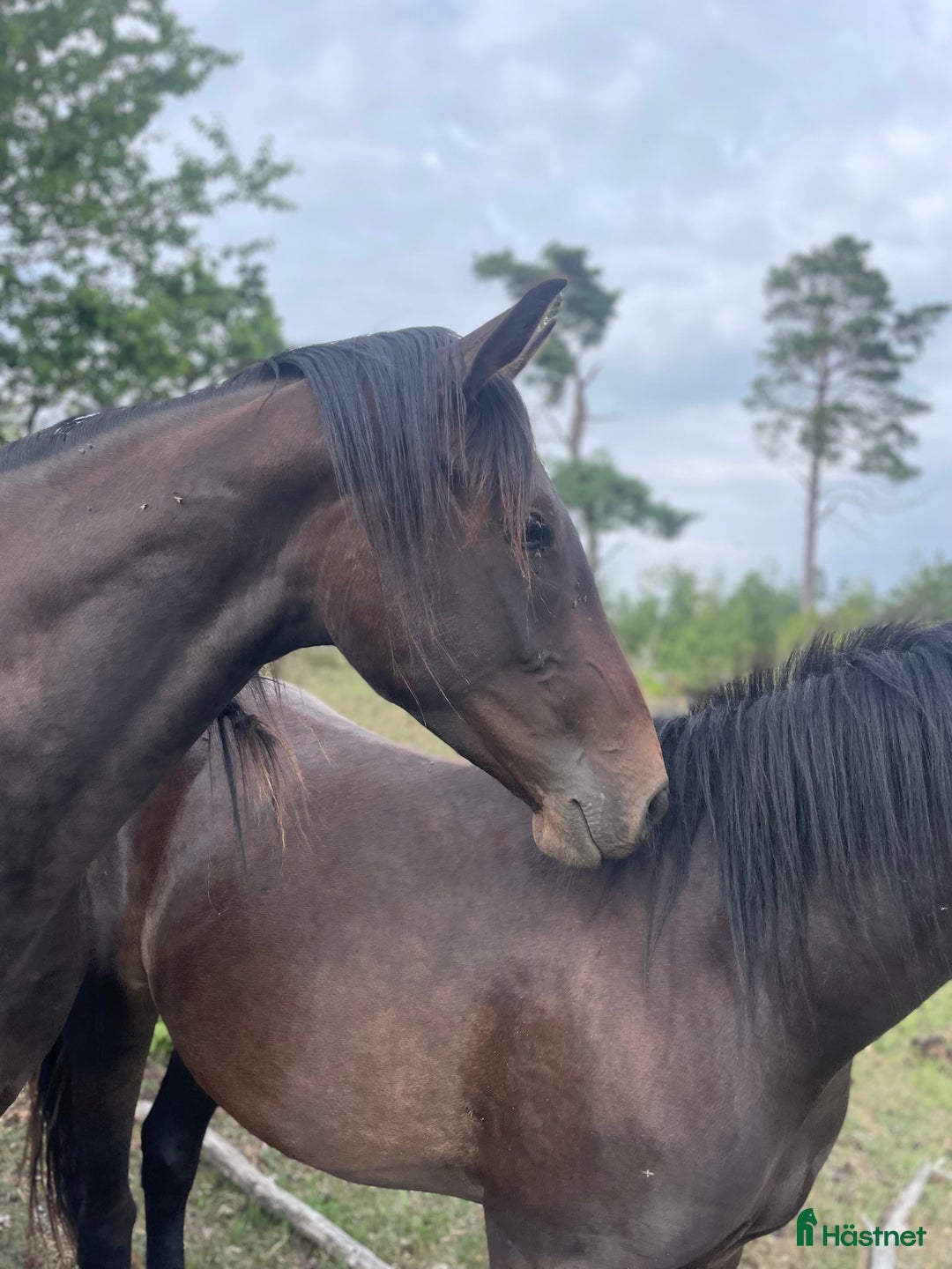 Allround hästar till salu: Fin 2 åring efter Oneofakinde- Don Primero i Degeberga - Annons 2