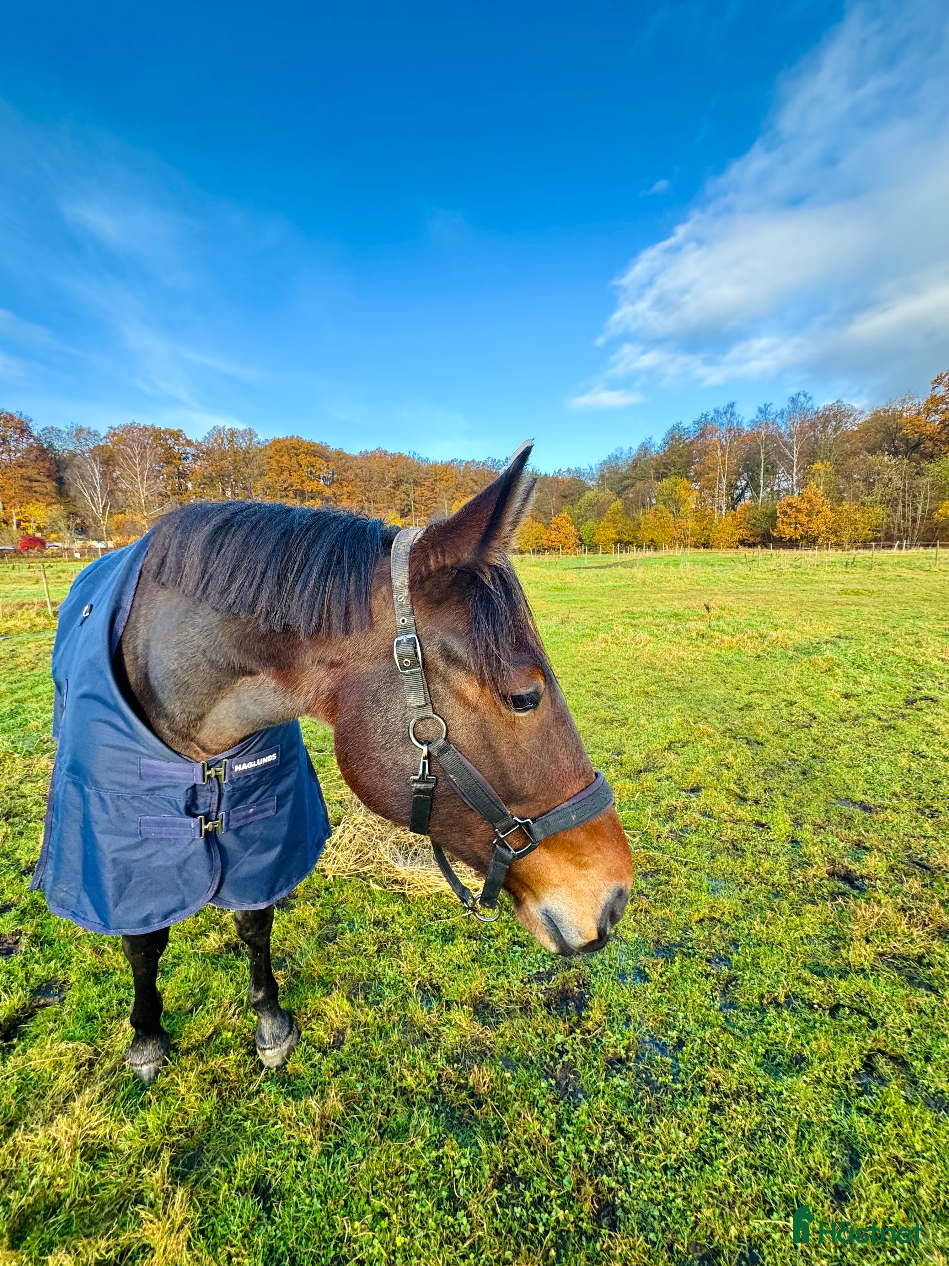  hästar Är du Natos nya bästavän?  i Skene - Annons 1