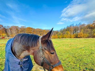 hästar Är du Natos nya bästavän? i Skene - Annons 1
