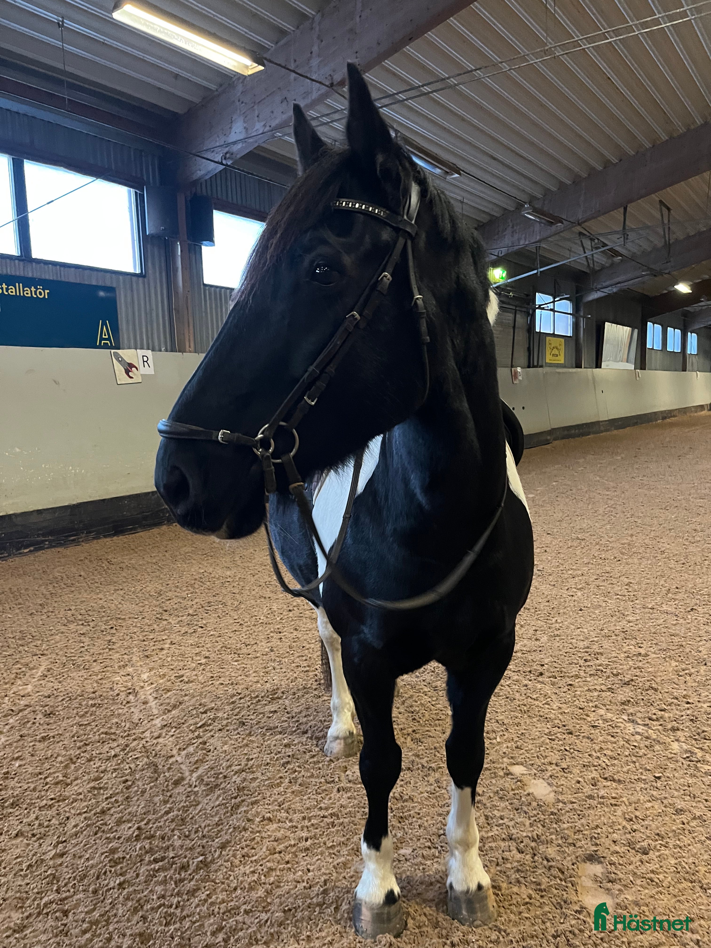  hästar Bästa kompis  i Köping - Annons 2