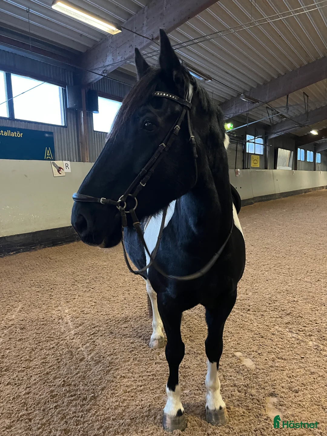 Allround hästar till salu: Bästa kompis  i Köping - Annons 1