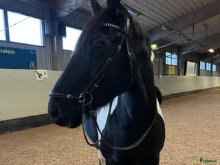 hästar Bästa kompis i Köping - Annons 2