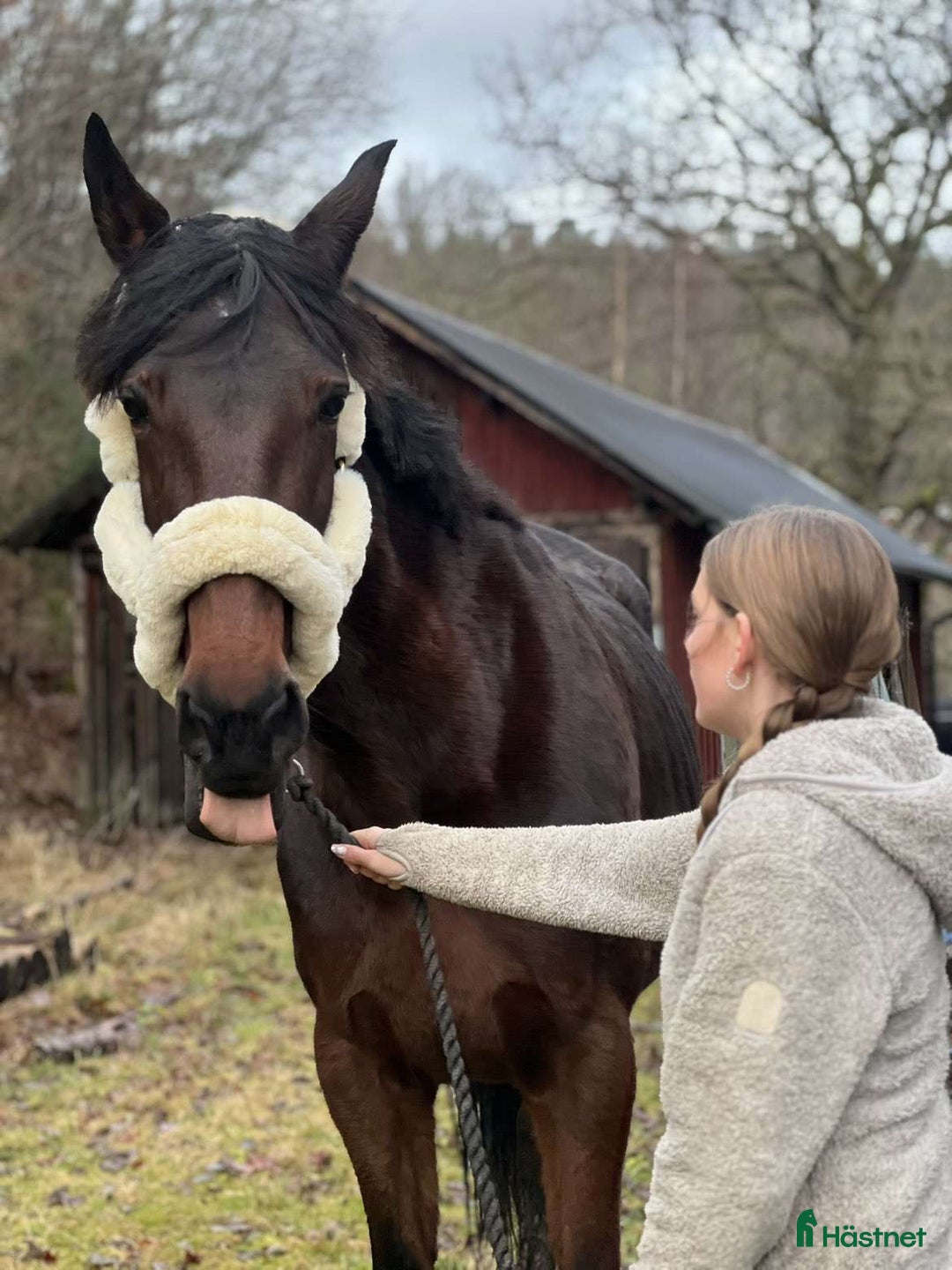 Allround hästar till salu: Mor & dotter häst i Trollhättan - Annons 5