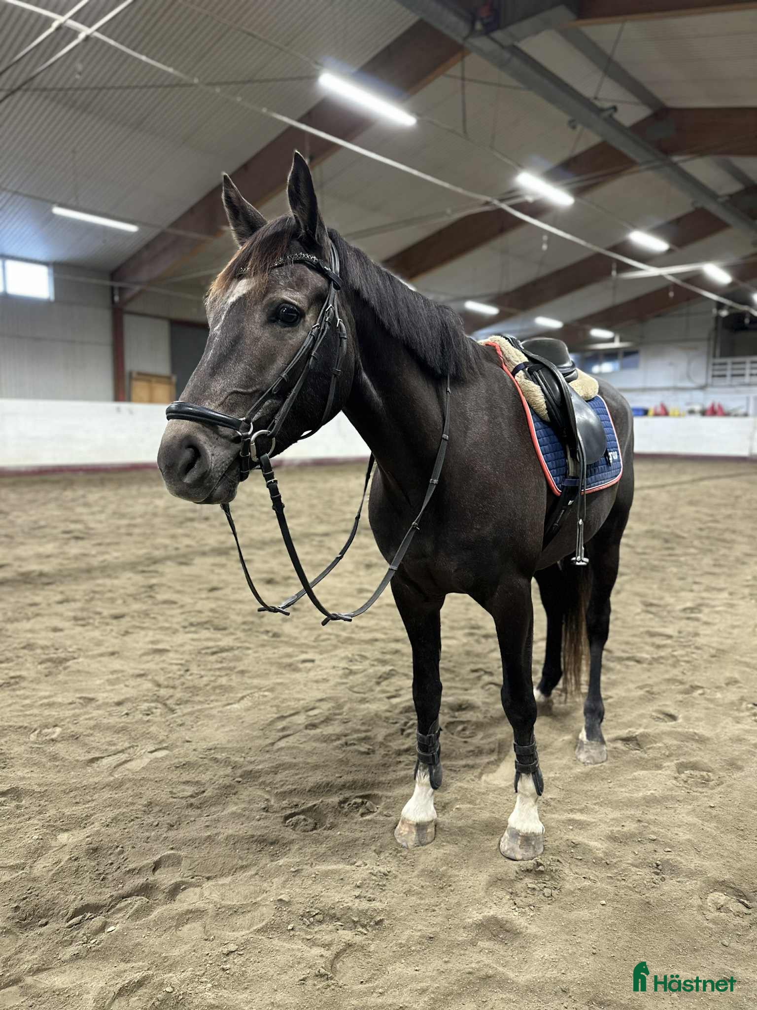  hästar Sockersöt valack säljes! - Annons 19