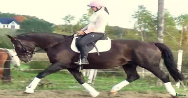  hästar i Örsundsbro - Annons 12