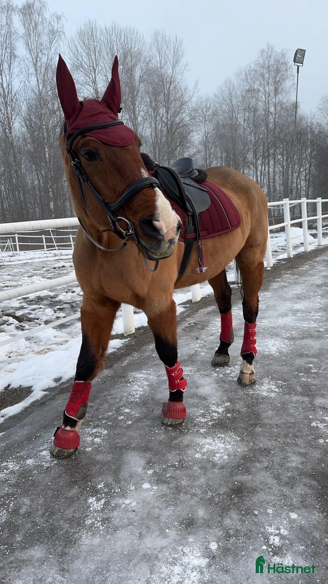 Träns hästutrustning till salu: Fint svart läder träns - Annons 1