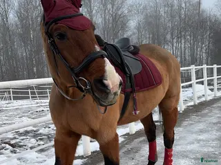 Träns hästutrustning till salu: Fint svart läder träns - Annons 2