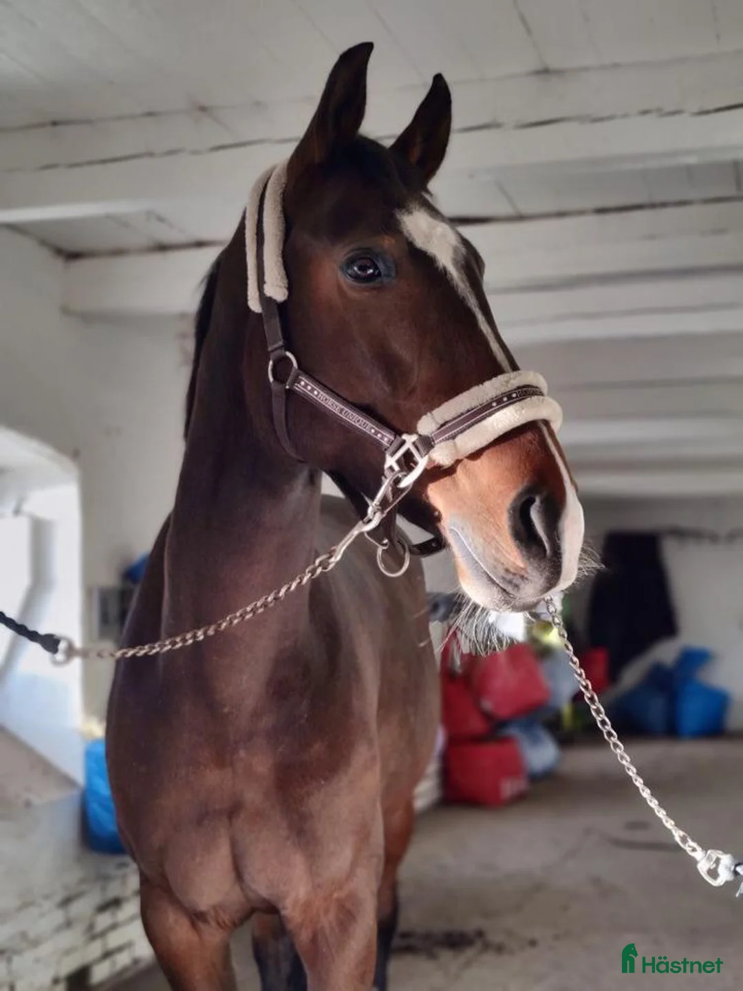 Avelshästar hästar till salu: 4e högsta bedömda i Sverige som 4åring - Annons 2