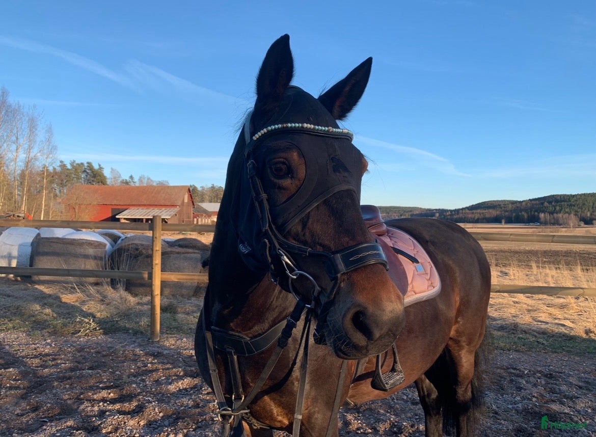 Övrig Hästutrustning hästutrustning till salu: Fenwick Huva & Toggi Columbus Boots i Hedemora - Annons 8