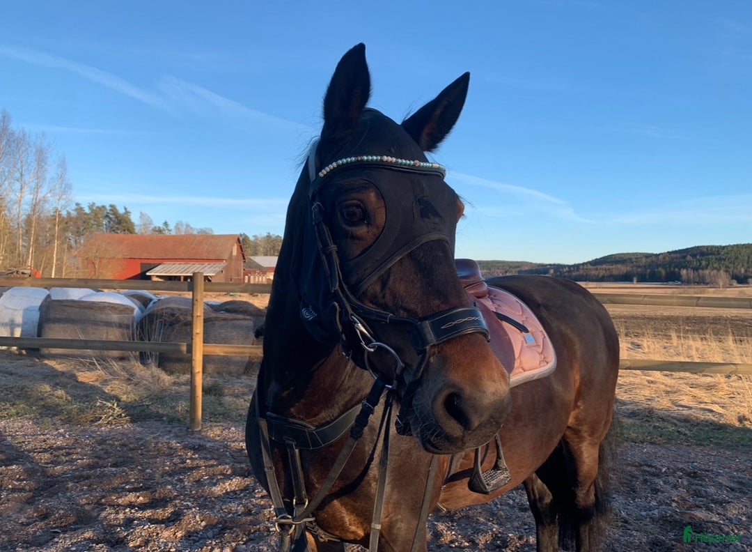 Övrig Hästutrustning hästutrustning till salu: Fenwick Huva & Toggi Columbus Boots i Hedemora - Annons 1