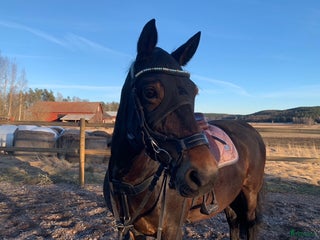 Övrig Hästutrustning hästutrustning till salu: Fenwick Huva & Toggi Columbus Boots i Hedemora - Annons 4