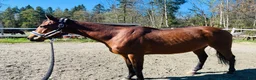 Allround hästar till salu: 5-årigt energiskt fullblod - Annons 3