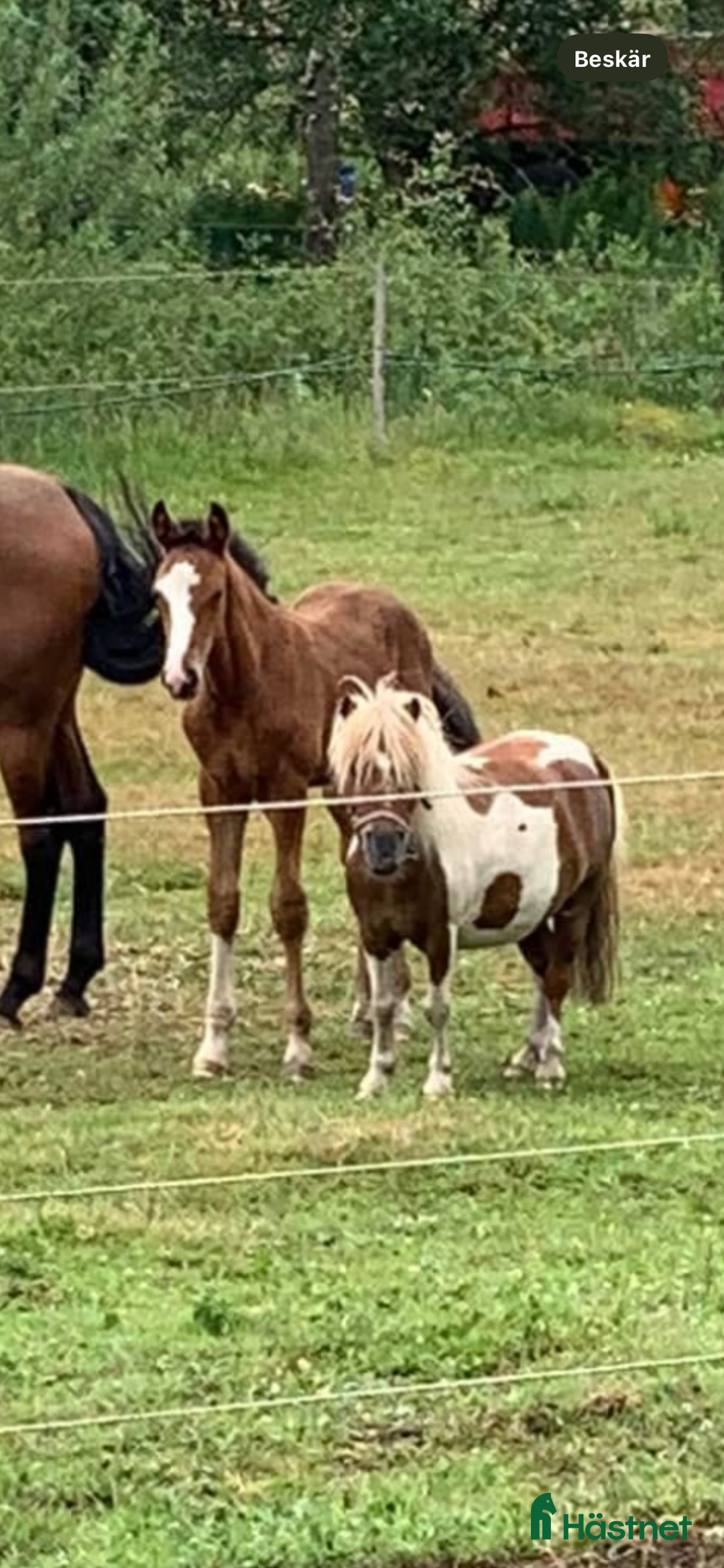 Allround hästar till salu: Bästa lekfarbrorn  i Svenljunga - Annons 4