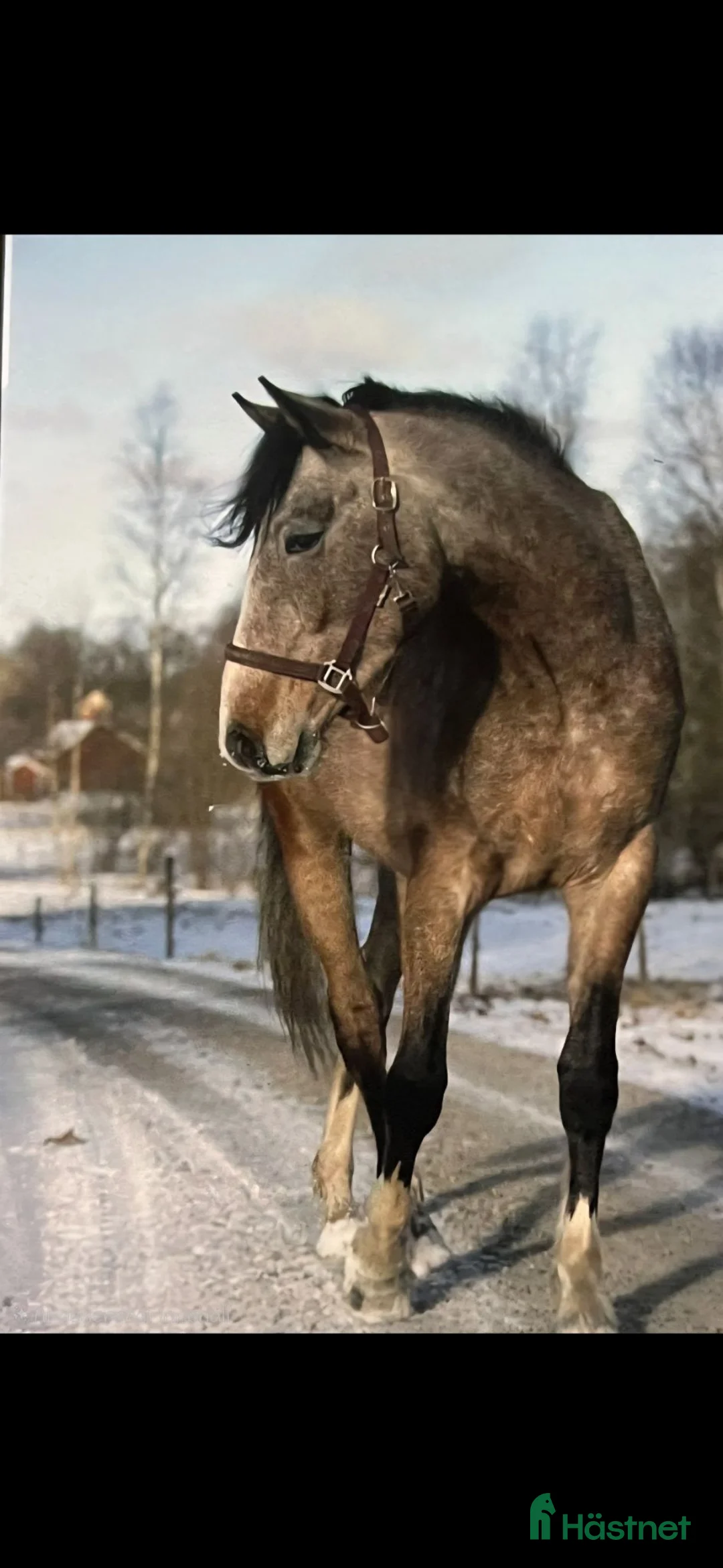 Allround hästar till salu: Lovande 3 årig swb valack - Annons 1
